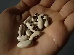 Na zdjęciu widoczne są ziarna polskiej fasoli z orzełkiem na otwartej dłoni. Widoczne jest dwanaście białych ziaren, na obróconych stroną brzuszną widoczna jest charakterystyczna plamka w kształcie orła w koronie.