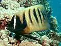 Pomacanthus sexstriatus
