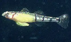 Pomatoschistus quagga