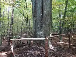 Pomnik Przyrody, dąb "Lech, Czech i Rus"