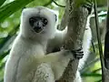 Sifaka jedwabista