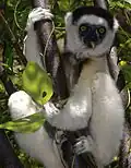 Sifaka biała
