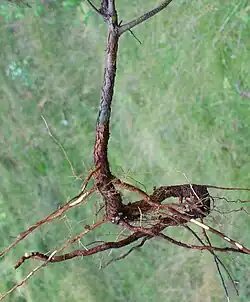 Płytkie, poziomo rosnące korzenie