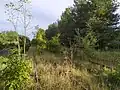 Zarośnięta równia stacyjna - widok od strony północnej głowicy stacji