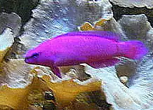 Pseudochromis fridmani