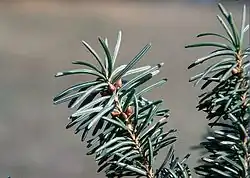 Igły i pąki odmiany glauca