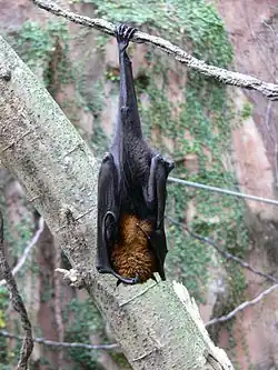 Nietoperze owocożerne są naturalnymi rezerwuarami wirusa Nipah