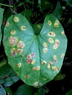 Plamy na górnej stronie liścia