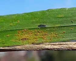 Telia na liściach trawy