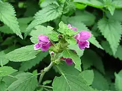 Poziewnik miękkowłosy – przodek