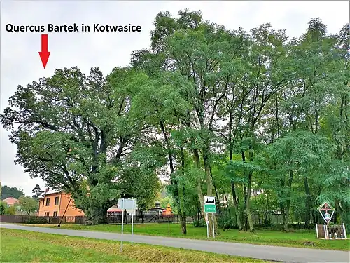 Widok z towarzyszącymi drzewami