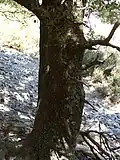 Gruby okaz drzewiasty (Kreta, Omalos, ok. 1200 m n.p.m.)