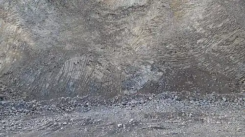 Róża skalna na Wilczej Górze