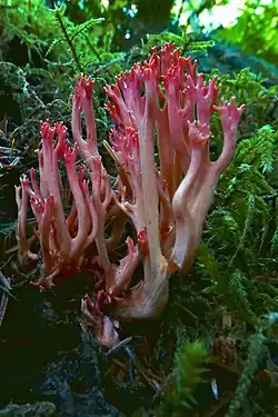 Ramaria cyaneigranosa