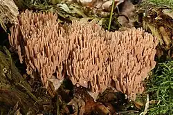 Ramaria rubella