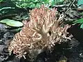 Ramaria subbotrytis