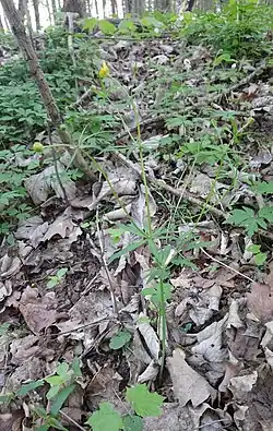 Ranunculus amalasuinthae, mikrogatunek z grupy R. pleiophyllus należącej do grupy zbiorowej R. auricomus