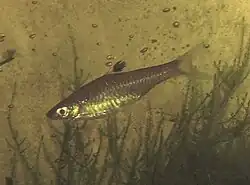 Rasbora dorsiocellata