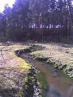 Zdjęcie przedstawia niewielką rzeczkę, która przepływa przez łąkę. Woda w cieku jest nieprzejrzysta i brązowawa. Trawa na łące jest uschnięta; zdjęcie prawdopodobnie wykonano późną jesienią, zimą lub wczesną wiosną. W oddali widać ścianę lasu iglastego.