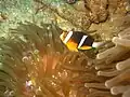 Amphiprion chrysopterus