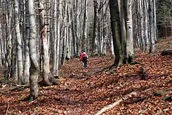 Szlak pieszy na Rotundę