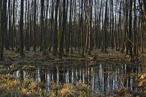 Rozlewiska wokół jeziora w rezerwacie Piskory