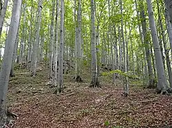 Buczyna w rezerwacie