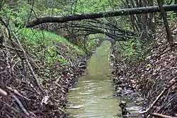 Kanał Kawęczyński w rezerwacie Olszynka Grochowska