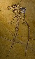 Rhamphorhynchus muensteri
