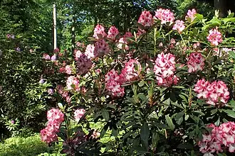 Różanecznik 'Hachmann's Charmant'