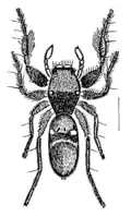 Rhombonotus gracilis (opisany przez L. Koch, 1877)