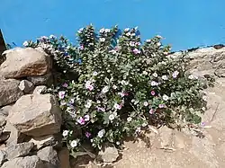 Na naturalnym siedlisku na Madagaskarze