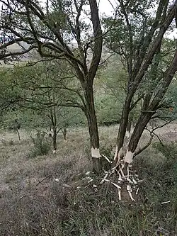 Skarpa porastająca luźno robiniami. Z pni drzew ścięto korę w formie obrączki dookoła ich obwodu