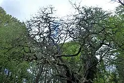 Drzewo o poskręcanych konarach i gałęziach