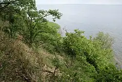 Krzaczaste robinie na stoku opadającym ku rozległej tafli wody