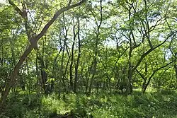 Gęsty las z licznymi pokrzywionymi drzewami robinii, z bujnym, trawiastym runem