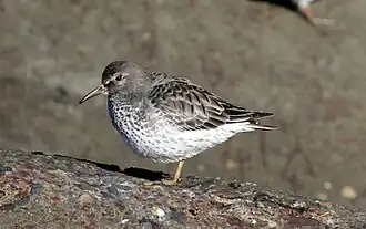 Biegusy skalne różnią się między sobą kolorystyką upierzenia również w szacie spoczynkowej