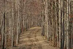 Szlak w kierunku Przełęczy Bukowskiej