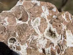 Skamieniałości w skale