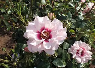 'Esther Queen of Persia'