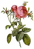Rosa centifolia