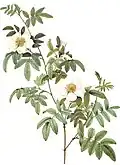 Rosa clinophylla