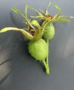 Niedojrzałe owoce pozorne