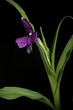 Roscoea schneideriana