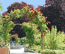 Ogród różany imieniaElfriede Lohse-Wächtler,Hamburg Friedrichsberg