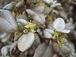 Shepherdia rotundifolia