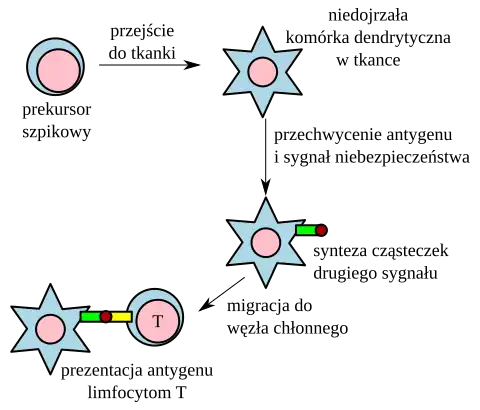 Rozwój komórki dendrytycznej