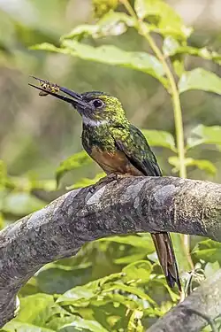 SamiecG. r. melanogeniaBelize