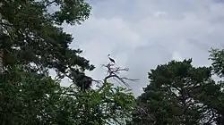 Bocian biały w rezerwacie.