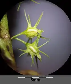 Owoce na cienkich szypułkach